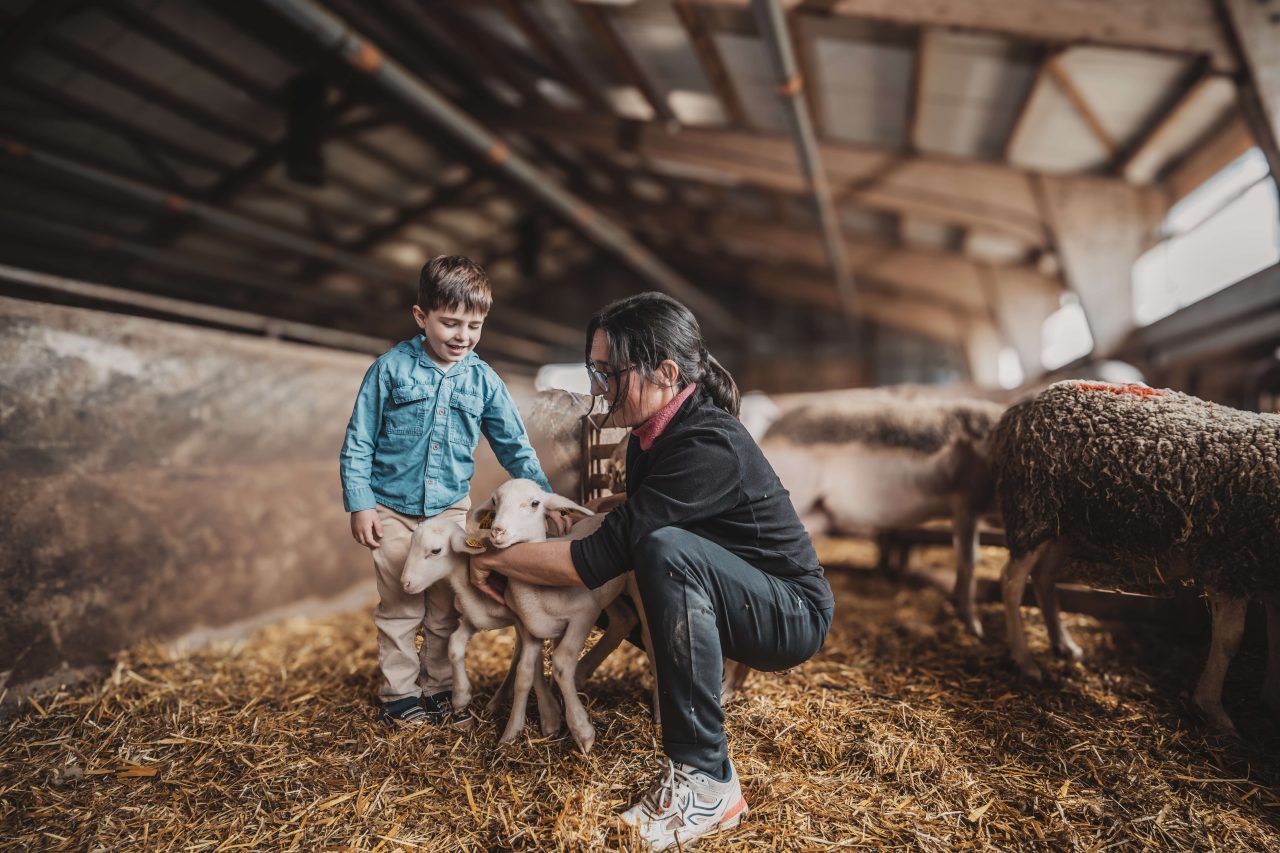 Visite de ferme, dans l'enclos des brebis et agneaux-© G. Alric - Aveyron Attractivité Tourisme