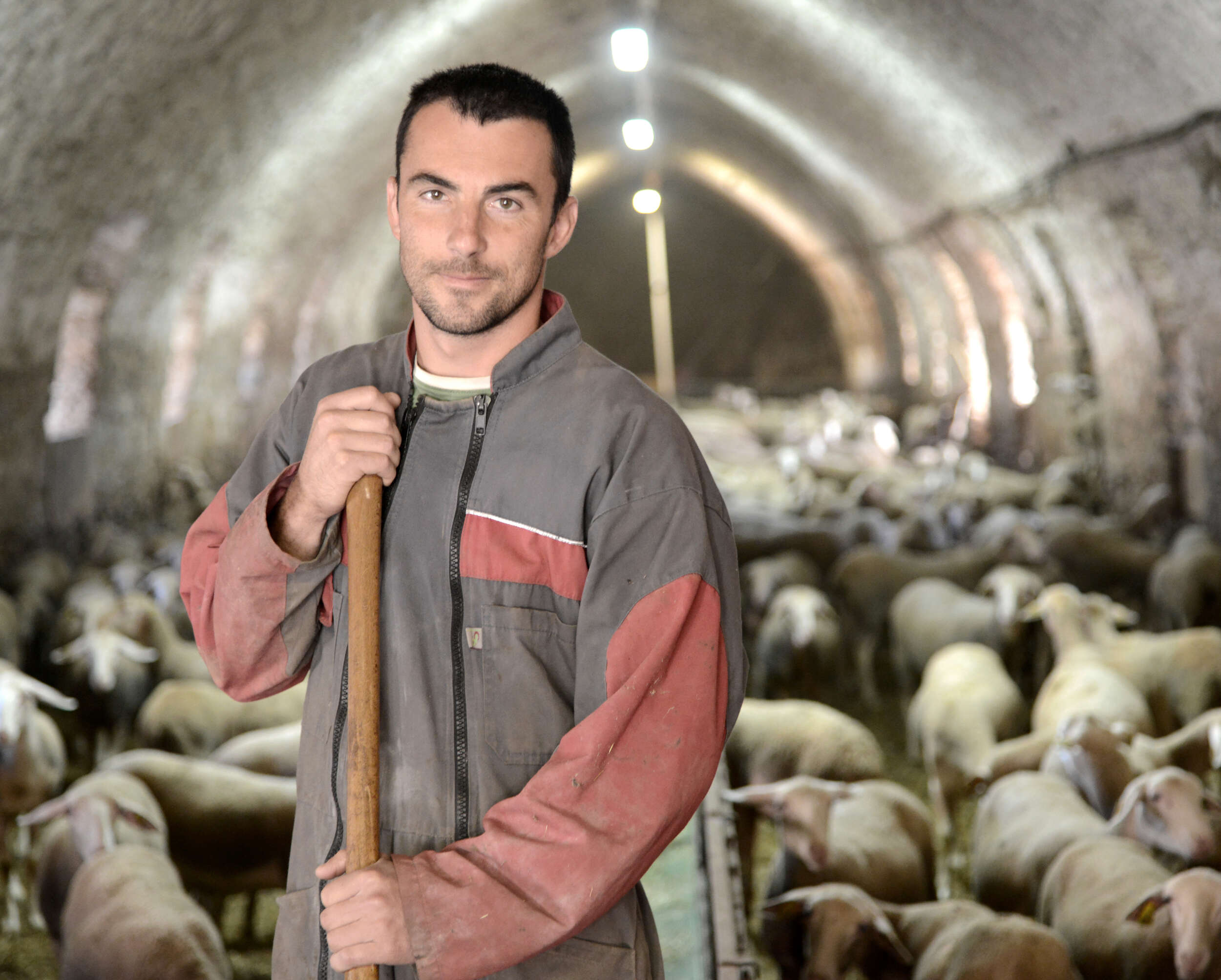 Berger et brebis à Roquefort-© P. Thébault - CRT Occitanie
